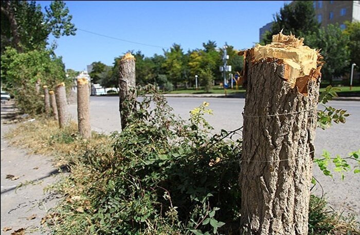 درخت کشی به مجموعه ورزشی انقلاب رسید/ ۳۰ اصله درخت قطع شدند