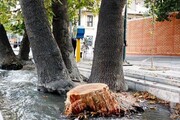 ​​درخت‌کُشان در تهران