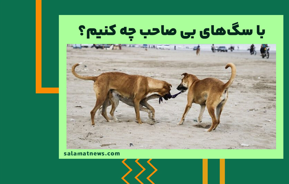 با سگهای بی صاحب چه کنیم؟ با سگهای بی صاحب چه کنیم؟