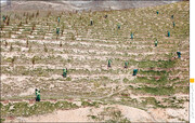 ایران در جمع برترین‌های درختکاری