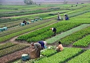 رونق کشاورزی پایدار در خوزستان