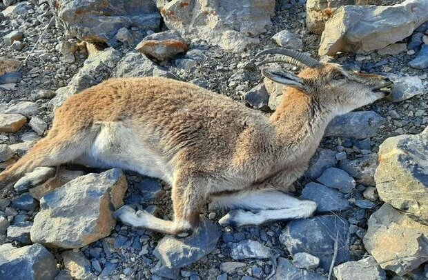 شیوع طاعون نشخوارکنندگان در البرز شیوع طاعون نشخوارکنندگان در البرز