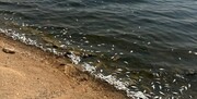 مسوولان: عامل آلاینده خاص یا کاهش اکسیژن آب، عامل مرگ آبزیان دریاچه ماهشهر است/موضوع در دست بررسی