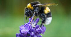 تغییر اقلیم،‌ زنگ خطر انقراض زنبورهای مخملی