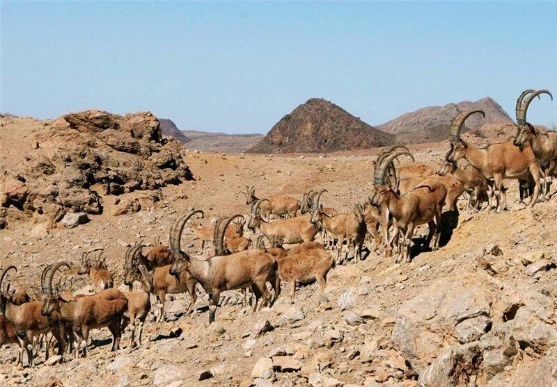 گرما سرشماری حیات وحش تهران را به تعویق انداخت گرما سرشماری حیات وحش تهران را به تعویق انداخت