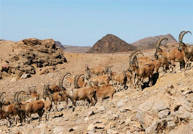 گرما سرشماری حیات وحش تهران را به تعویق انداخت