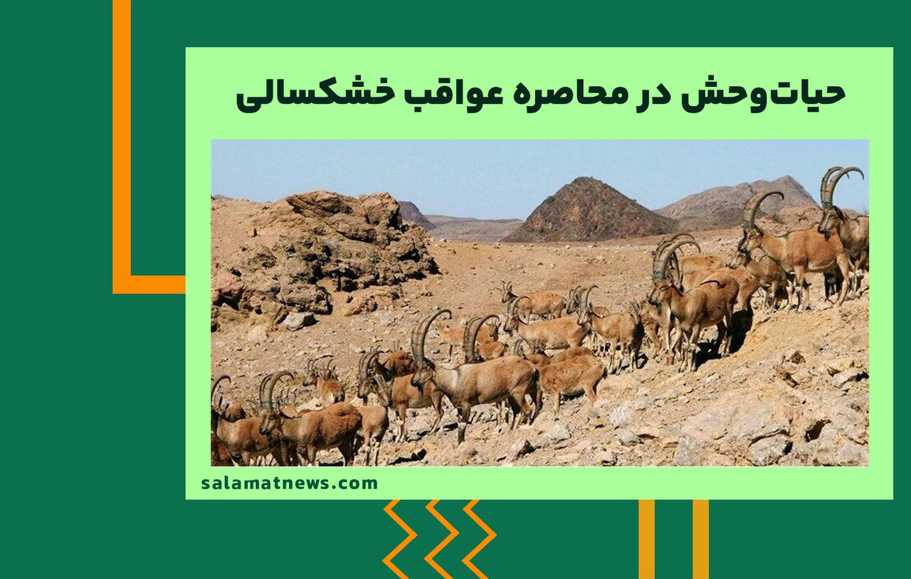 حیاتوحش در محاصره عواقب خشکسالی حیاتوحش در محاصره عواقب خشکسالی