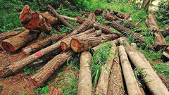 چراغ سبز تخریب جنگل‌ها