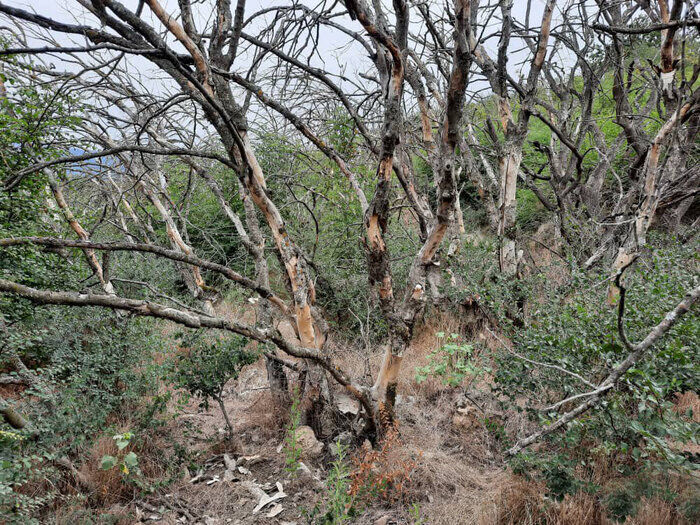 نگرانی از «خشکیدگی و کوتاه شدن درختان جنگل‌های مانگرو» در پی شوری بیش از حد آب