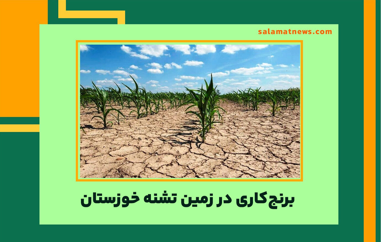 برنج‌کاری در زمین تشنه خوزستان