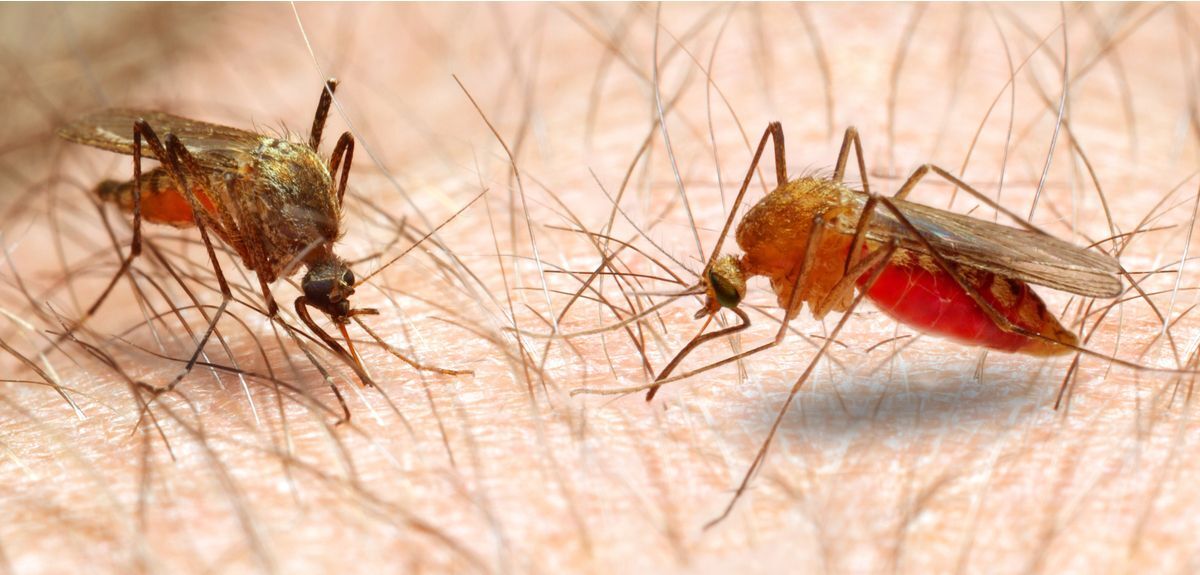زنگ خطر شیوع مالاریا در سیستان و بلوچستان