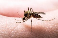 شناسایی ۴ بیمار مبتلا به "مالاریا" در خوزستان