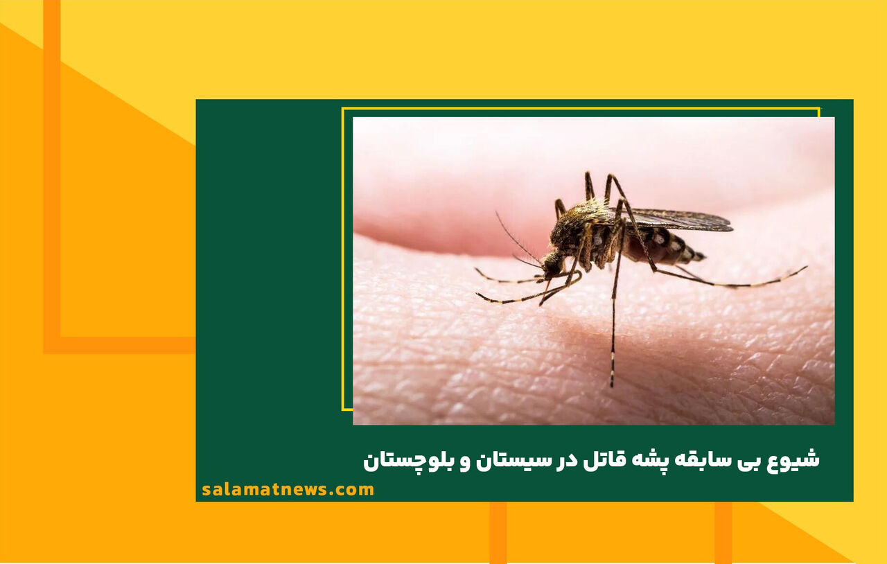 شیوع بی سابقه پشه قاتل در سیستان و بلوچستان شیوع بی سابقه پشه قاتل در سیستان و بلوچستان