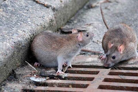 جولان موش‌های نروژی در خیابان‌های تهران