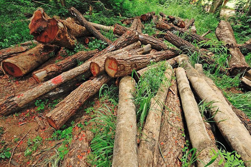 غارت درختان جنگلی «اولتان» تکذیب شد
