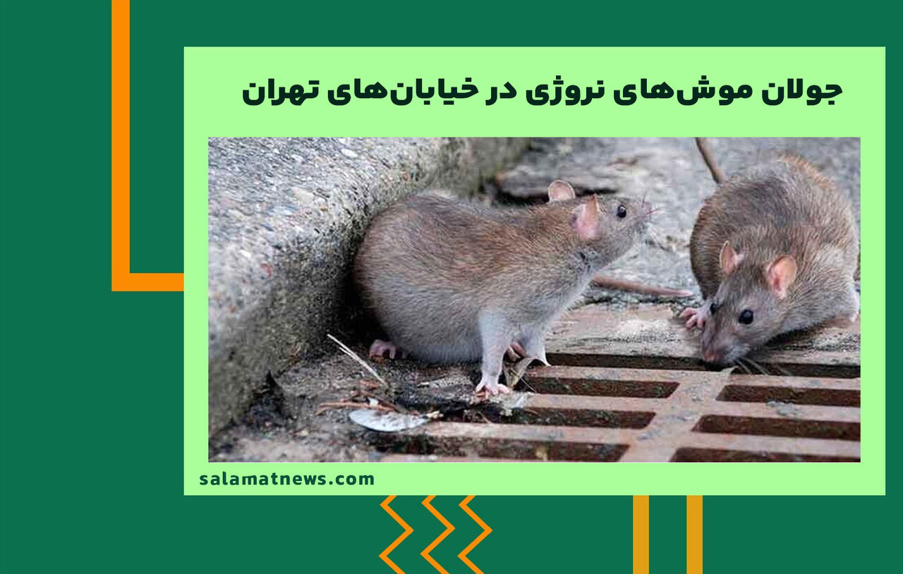 جولان موش‌های نروژی در خیابان‌های تهران