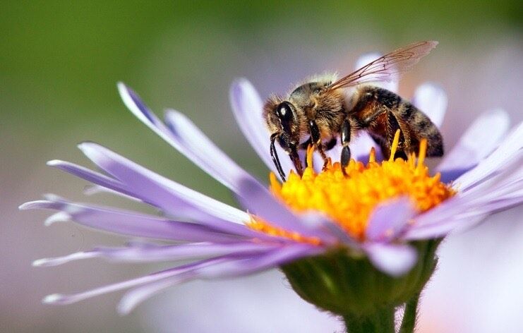 زهر زنبور عسل در برابر سلول های تهاجمی سرطان پستان!