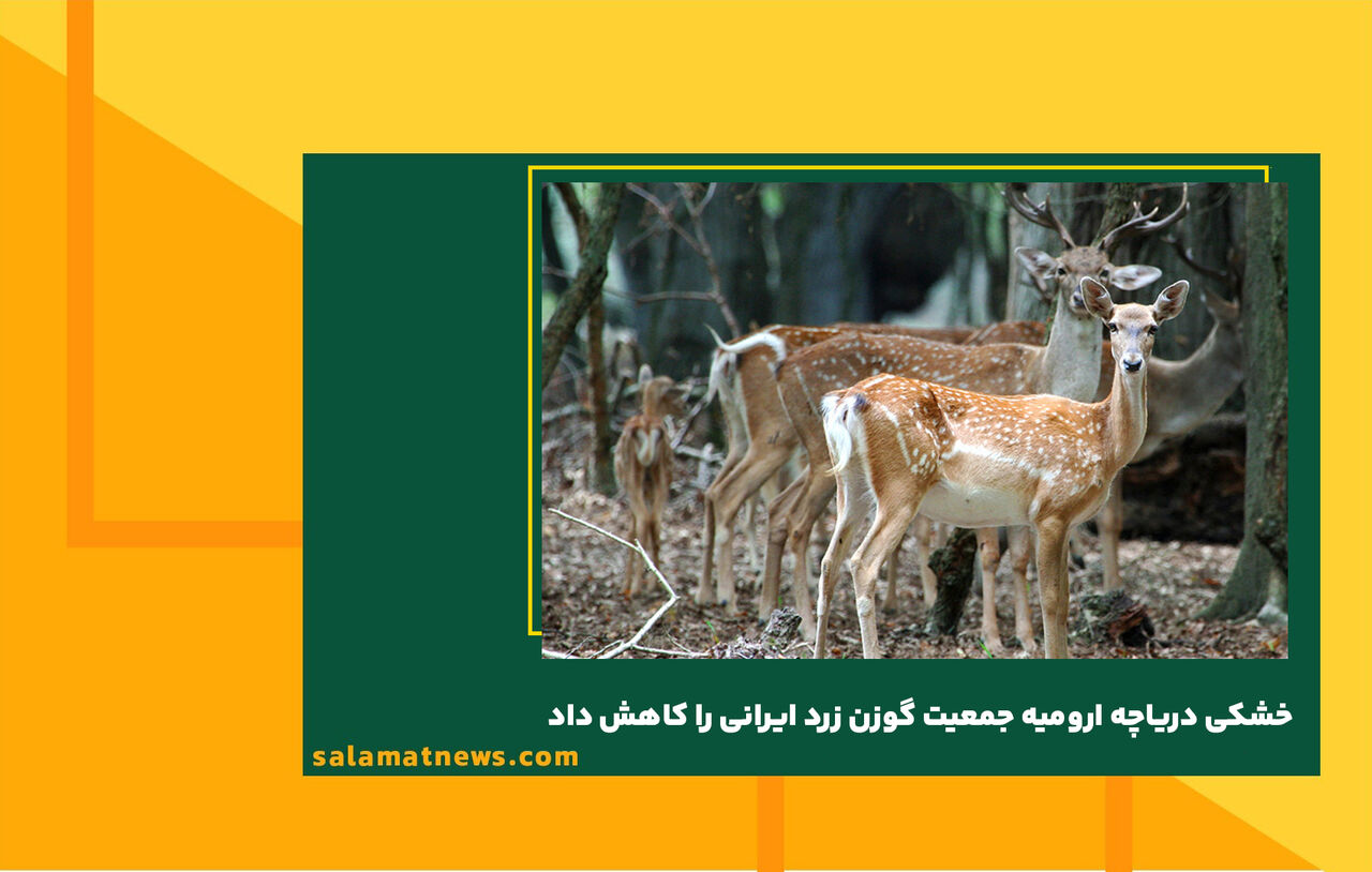 خشکی دریاچه ارومیه جمعیت گوزن زرد ایرانی را کاهش داد  خشکی دریاچه ارومیه جمعیت گوزن زرد ایرانی را کاهش داد