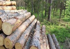 کاهش سخت‌گیری‌های محیط‌زیستی در لایحه برنامه هفتم! / باید فاتحه جنگل‌های شمال را بخوانیم 