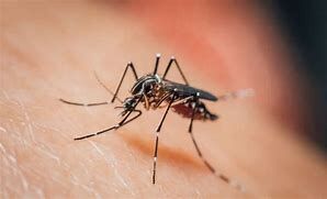 هشدار مهم به مسافران کشورهای عربی درخصوص بیماری تب دنگی هشدار مهم به مسافران کشورهای عربی درخصوص بیماری تب دنگی