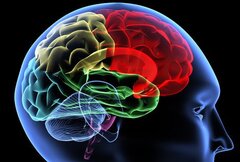 چکار کنیم «مغزمان» از کار نیفتد؟/ علائم سکته مغزی را بشناسید