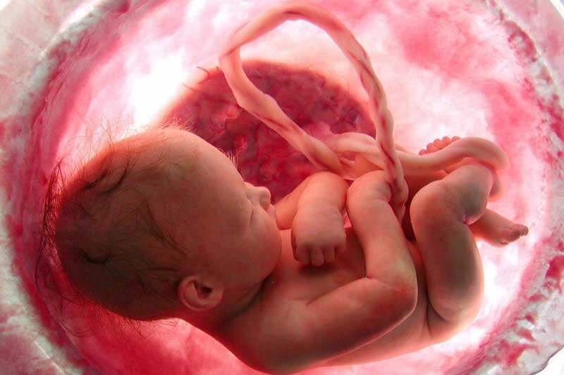 تدوین لایحه‌ای جهت “ساماندهی اهدای جنین”