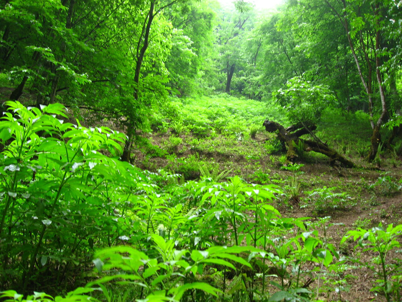 یک چهارم جنگل‌های زاگرس از بین رفته است 