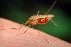 افزایش بی سابقه موارد مالاریا در ایران از سال ۱۴۰۰
