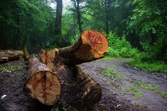وجود درختان شکسته و افتاده برای جنگل مفید است نه مضر