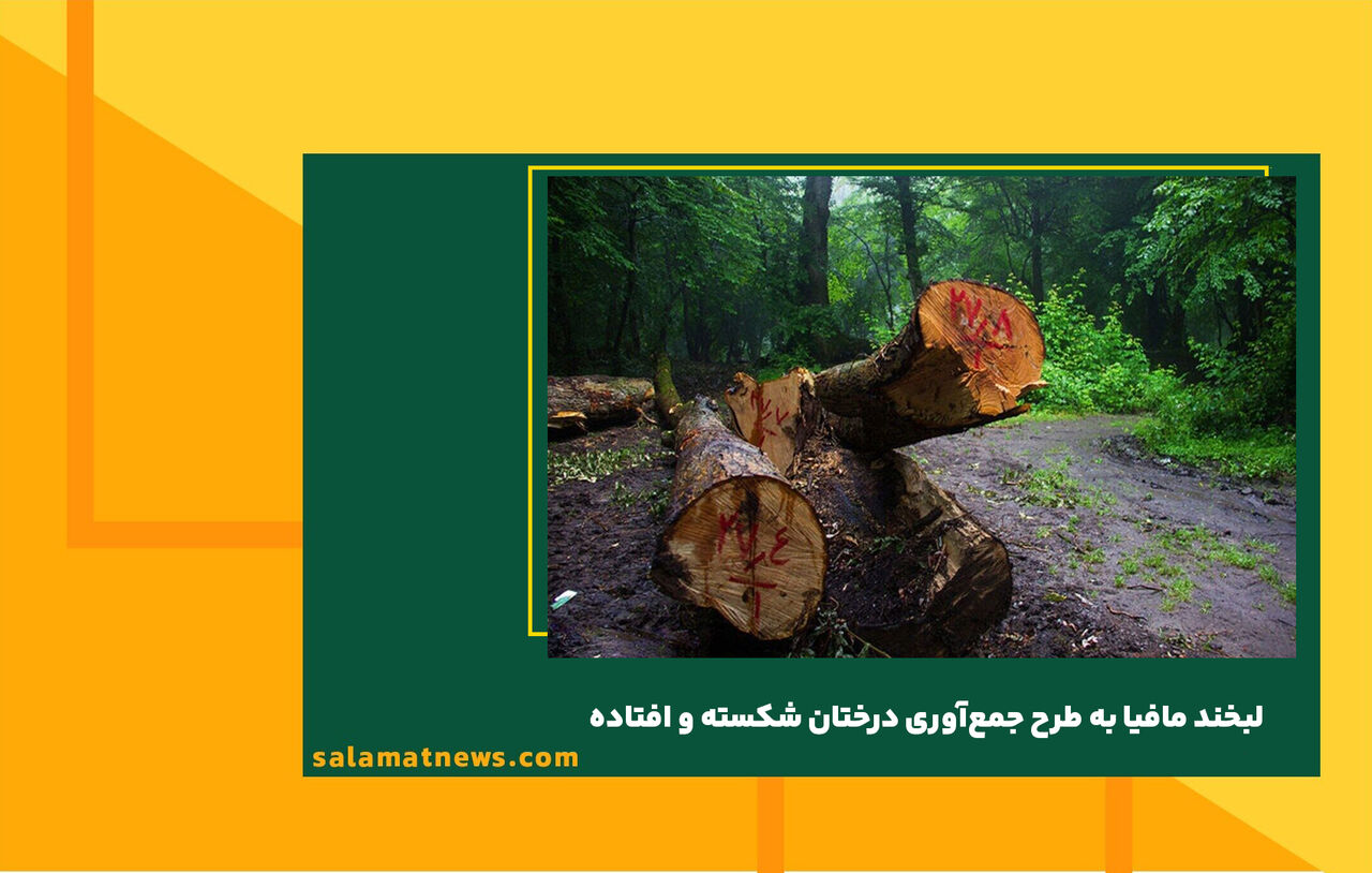 لبخند مافیا به طرح جمعآوری درختان شکسته و افتاده لبخند مافیا به طرح جمعآوری درختان شکسته و افتاده