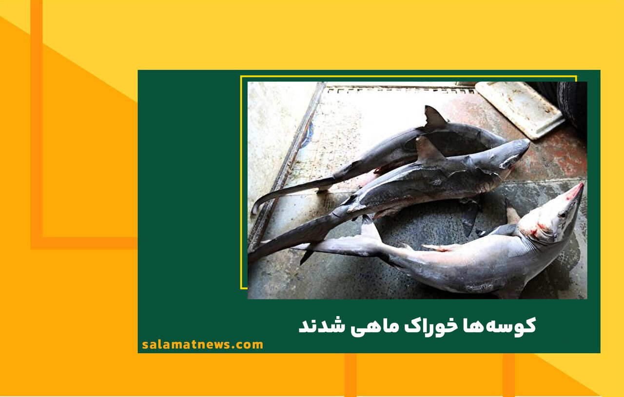 کوسهها خوراک ماهی شدند کوسهها خوراک ماهی شدند