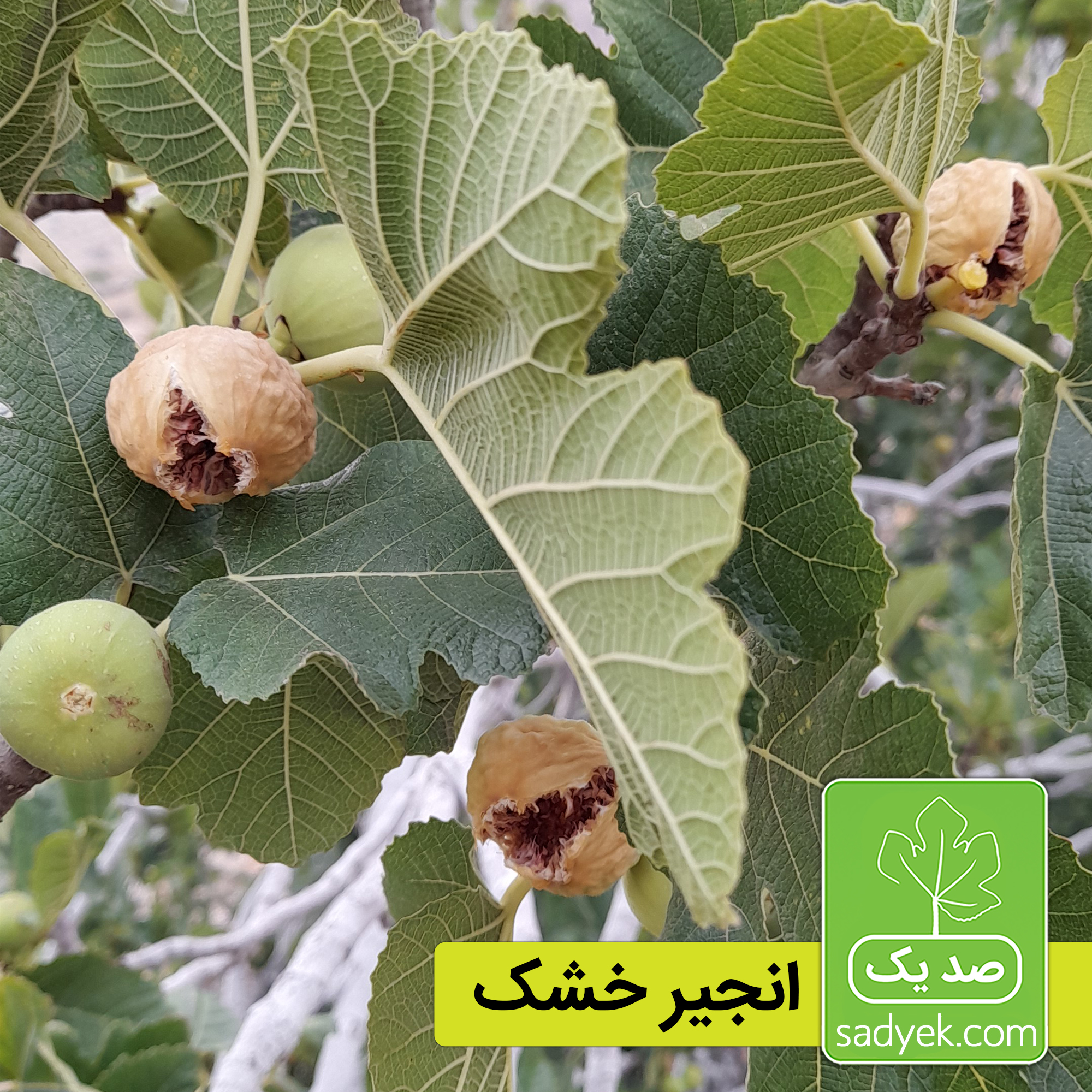خواص انجیر خشک برای سلامتی