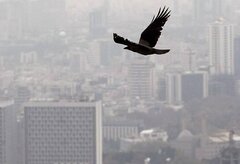 افزایش ۸۷ درصدی مرگ‌های منتسب به آلودگی هوا