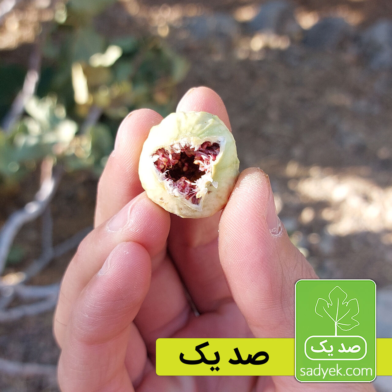 خواص انجیر خشک برای سلامتی