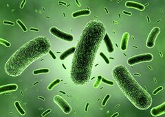 باکتری E. Coli در گوشت علت بروز بسیاری از عفونت های مجاری ادرار