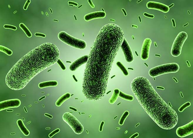 باکتری E. Coli در گوشت علت بروز بسیاری از عفونت های مجاری ادرار باکتری E. Coli در گوشت علت بروز بسیاری از عفونت های مجاری ادرار