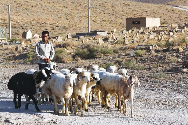 بُز مورسیا؛ ناجی دامداران در اقلیم خشک