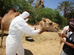 خطر شیوع ویروس کرونای شتری در قطر
