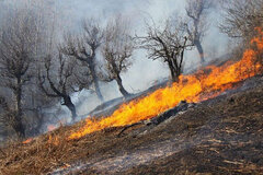 افزایش آتش‌سوزی در جنگل‌های ایران