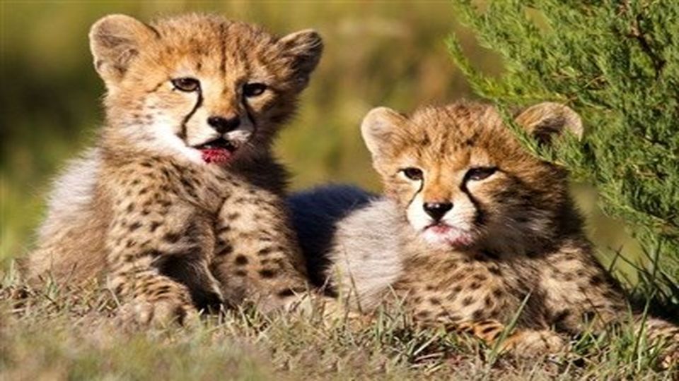 تولد ناگهانی ۲ توله یوزپلنگ در پارک ملی توران 