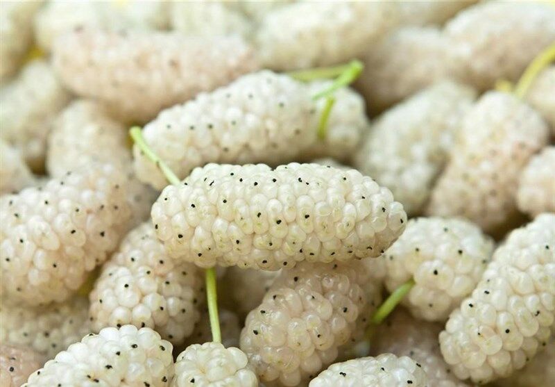 میوهای که مصرف آن کاهش وزن و فشار خون را در پی دارد میوهای که مصرف آن کاهش وزن و فشار خون را در پی دارد