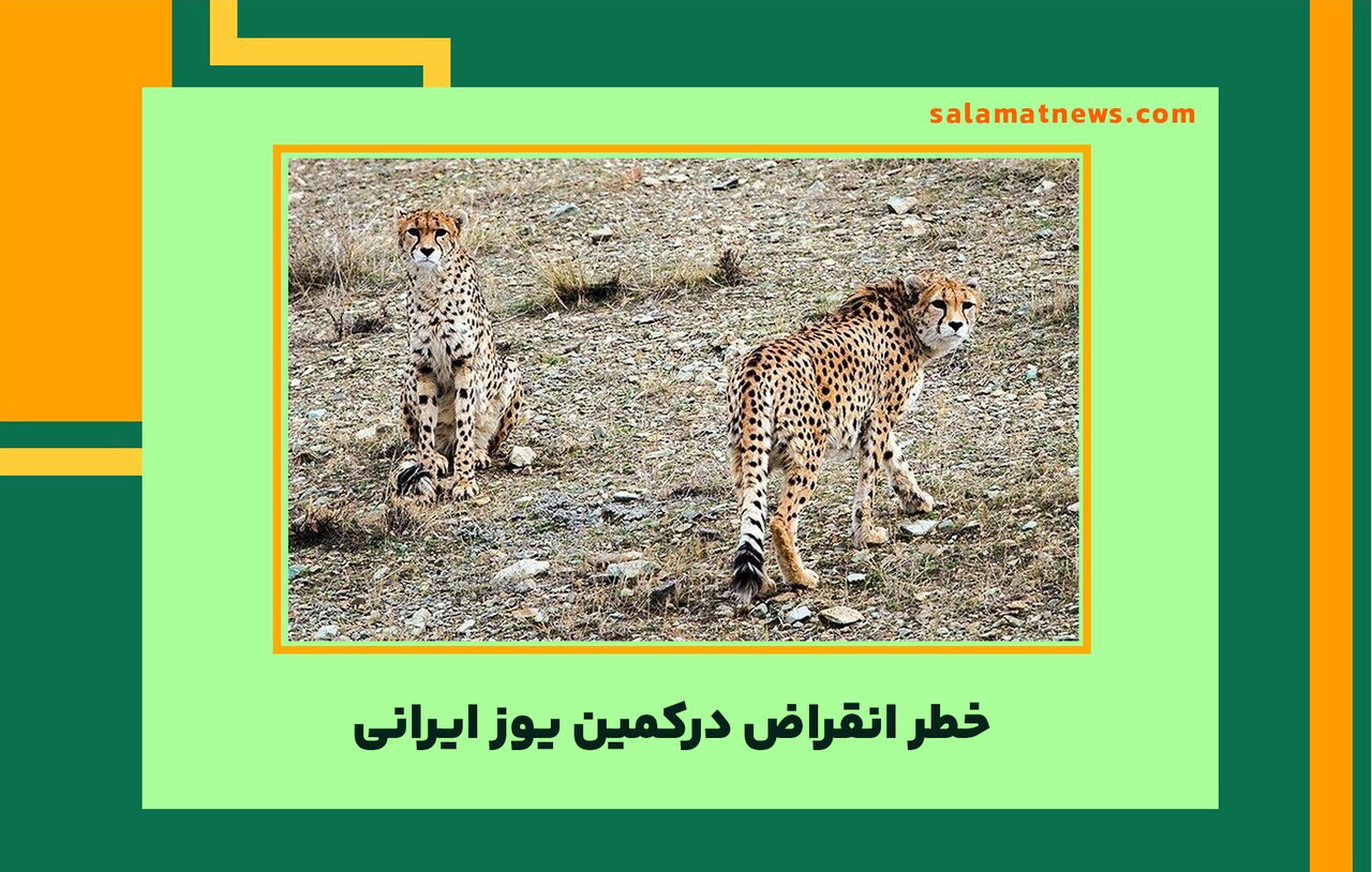 خطر انقراض درکمین یوز ایرانی