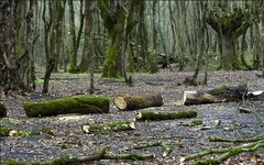 خروج 31 هکتار جنگل از اکوسیستم با یک امضا