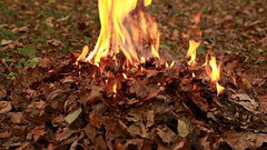شهروندان، سوزاندن برگ‌های پاییزی را به ۱۳۷ شهرداری گزارش دهند