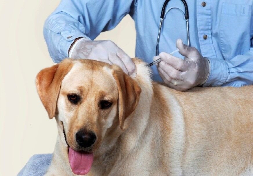 هاری بیماری ویروسی حاد و کشنده هاری بیماری ویروسی حاد و کشنده