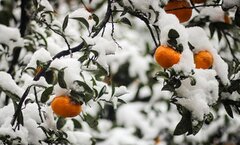 بارش شدید برف و باران در ۹ استان/ کشاورزان و باغداران مراقب محصولات خود باشند
