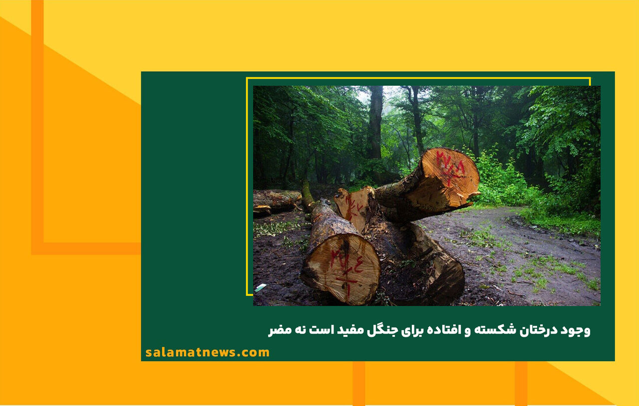 وجود درختان شکسته و افتاده برای جنگل مفید است نه مضر