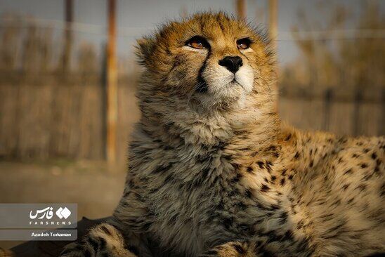 آخرین تصاویر از یوز پلنگ معروف ایرانی
