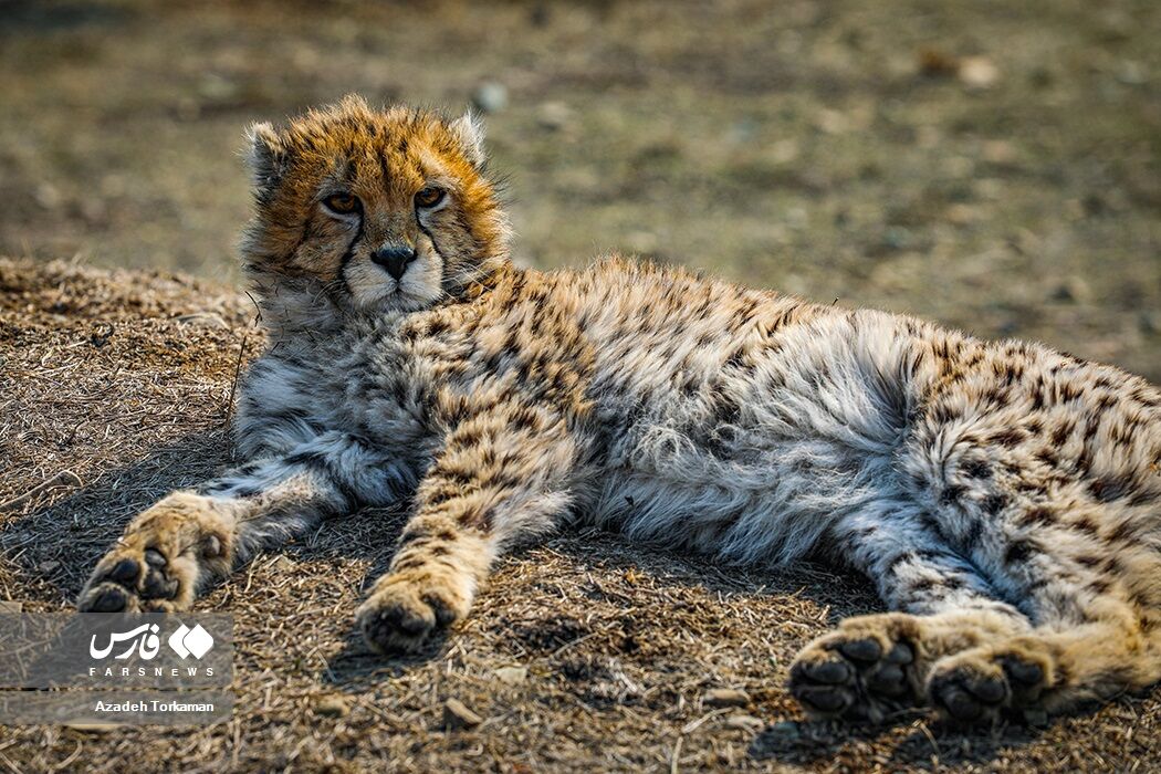 آخرین تصاویر از یوز پلنگ معروف ایرانی آخرین تصاویر از یوز پلنگ معروف ایرانی