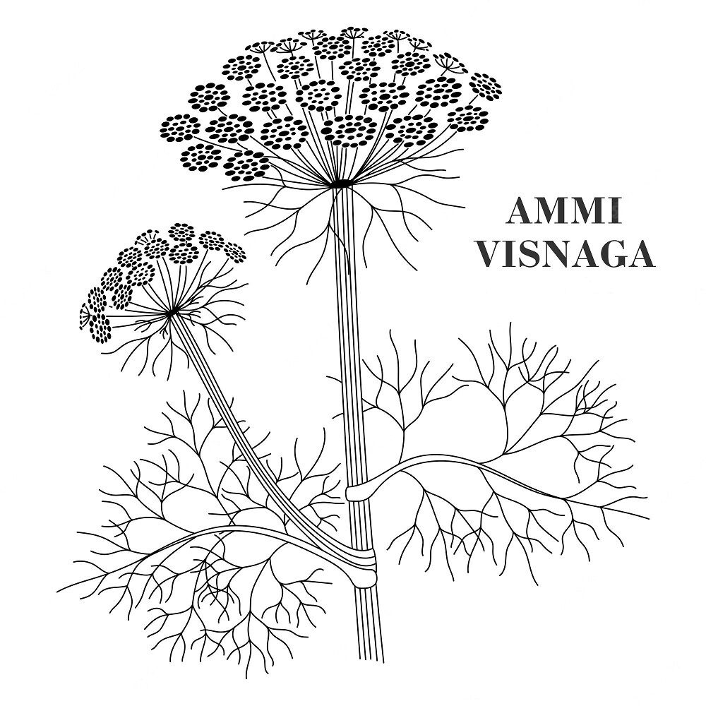 آمی ویسناگا؛ درباره یک گیاه باستانی! (+عکس)